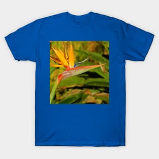 Bird of paradise T-Shirt